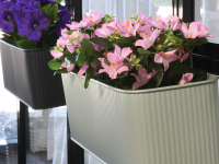 Blomsterkasse Grøn Buet Ophæng