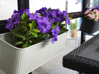 Blomsterkasse Sort Flad Ophæng